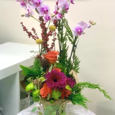 Vivid Graceful Symphony Orchid Plant Mixed