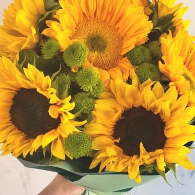 7 Sunflowers - Fresh Flowers Bellevue