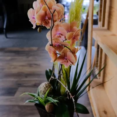 Orchids (decorated) - peach