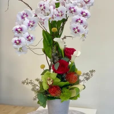 Sacramento Orchid plant arrangement